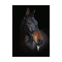 Cameo Equine Biothane Bridle With Reins