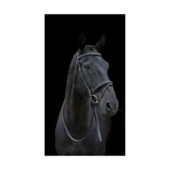 Cameo Equine Classic Padded Bridle With Reins