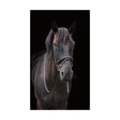 Cameo Equine Classic Padded Bridle With Reins -Sports - Equestrian Sports cameo equine classic padded bridle with reins colour black size full 3 108574 p