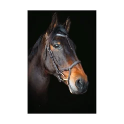 Cameo Equine Performance Anatomic Bridle With Flexi Bio Reins