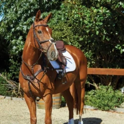 Collegiate Comfitec Grackle Bridle