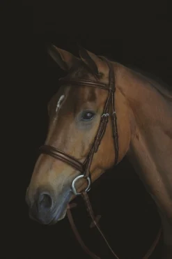 Collegiate Comfort Crown Padded Raised Cavesson Bridle