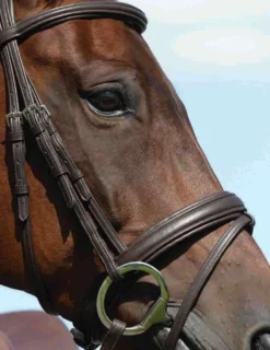 Collegiate Syntovia+ Padded Raised Flash Bridle -Sports - Equestrian Sports collegiate syntovia padded raised flash bridle colour brown size cob 3 54096 p
