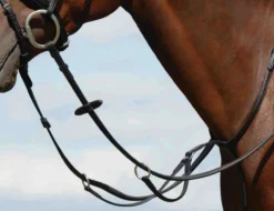 Collegiate Syntovia+ Plain Flat Running Martingale -Sports - Equestrian Sports collegiate syntovia plain flat running martingale colour brown size cob 3 54120 p