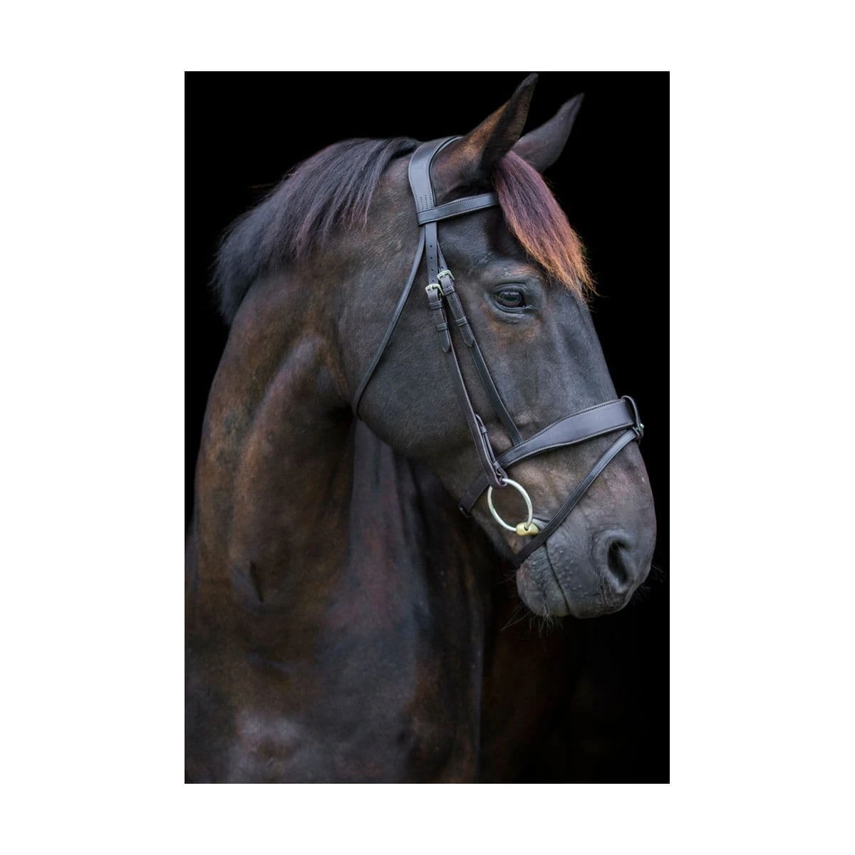 EcoRider Classic Show Comfort Bridle 3 EcoRider Classic Show Comfort Bridle - Image 3