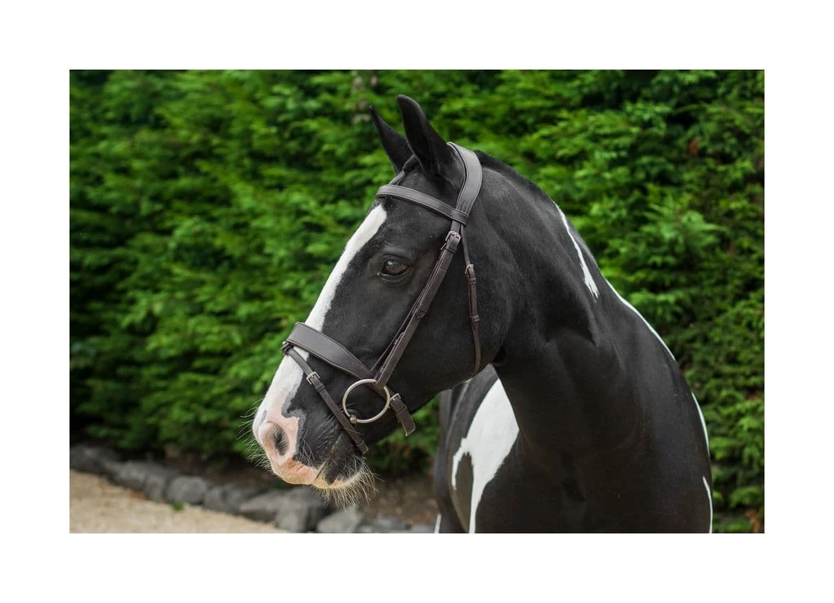 EcoRider Classic Show Comfort Bridle 5 EcoRider Classic Show Comfort Bridle - Image 5