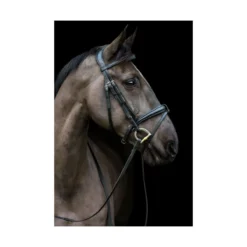 EcoRider Ecosoft Luxe Bridle -Sports - Equestrian Sports ecorider ecosoft luxe bridle colour black size full 3 108707 p