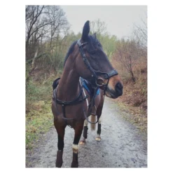 EcoRider Freedom Jump Bridle -Sports - Equestrian Sports ecorider freedom jump bridle colour black size full 4 108731 p