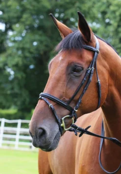 Gallop Padded Bridle + Rubber Reins