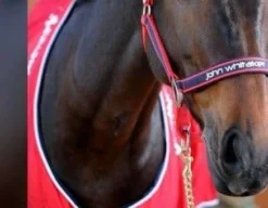 John Whitaker Padded Headcollar -Sports - Equestrian Sports john whitaker padded headcollar size cob 3 42529 p