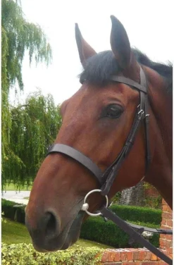 Mark Todd Hunter Bridle