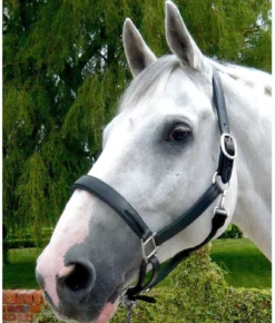 Mark Todd Patent Leather Headcollar