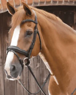 Premier Equine Favoloso Anatomic Bridle With Crank Noseband