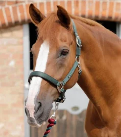 Premier Equine Plain Padded Head Collar 8 Premier Equine Plain Padded Head Collar -Sports - Equestrian Sports premier equine plain padded head collar 4 80220 p