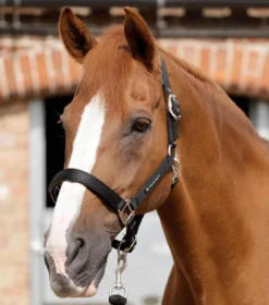 Premier Equine Plain Padded Head Collar