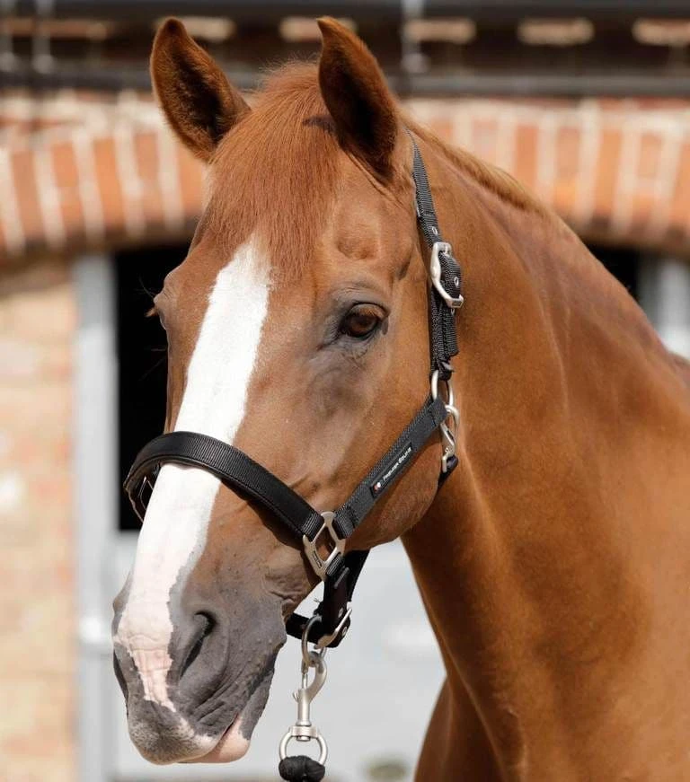 Premier Equine Plain Padded Head Collar 1 Premier Equine Plain Padded Head Collar