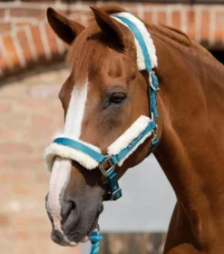 Premier Equine Techno Wool Lined Head Collar 9 Premier Equine Techno Wool Lined Head Collar -Sports - Equestrian Sports premier equine techno wool lined head collar 5 80232 p