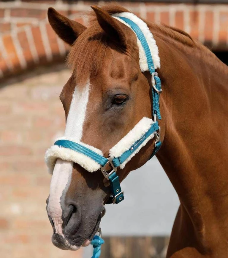 Premier Equine Techno Wool Lined Head Collar 5 Premier Equine Techno Wool Lined Head Collar - Image 5